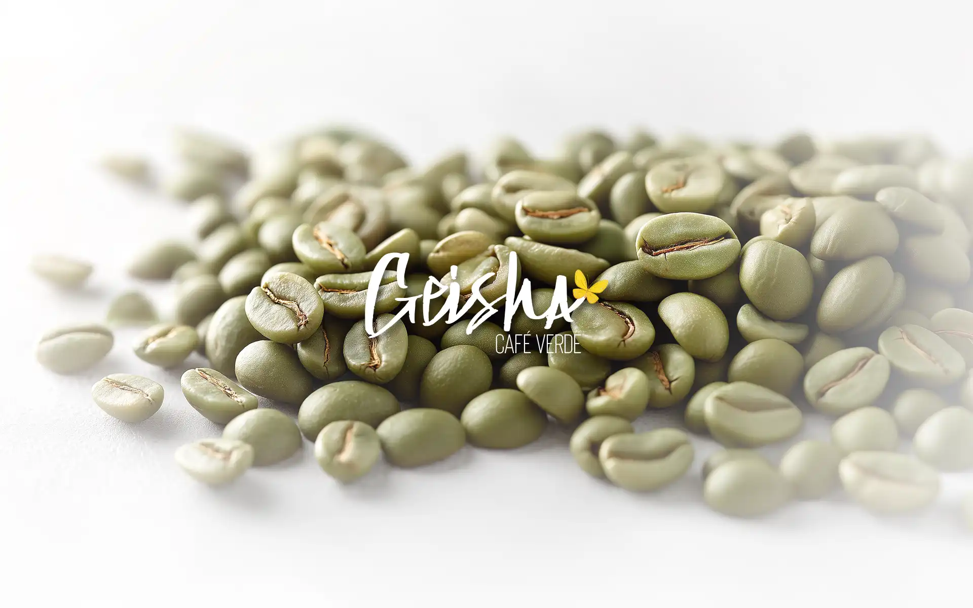 Café Verde Geisha Granos de café Geisha en verde